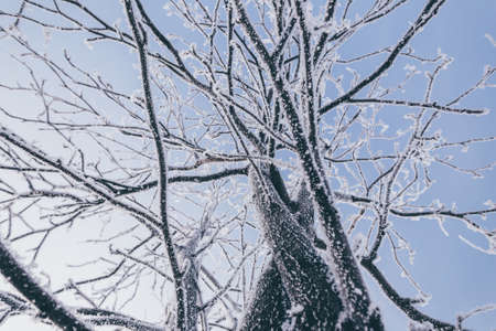 trees covered with frost