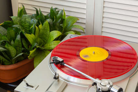 bright colored vinyl records spinning near greeneryの写真素材