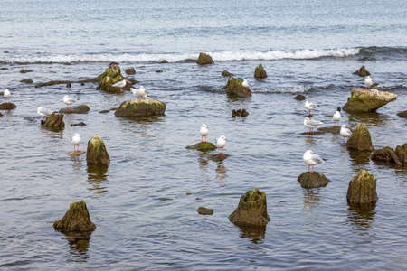 Seagulls sit on rocks and pieces of wood sticking out of the seaの写真素材