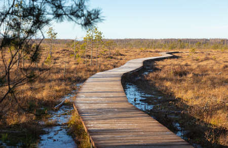 a winding wooden path among swamps and forests, Ecotrail in late frosty autumnの写真素材