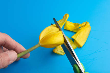 scissor blades cut a yellow tulip budの写真素材