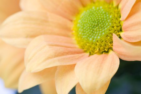 Flowerの写真素材