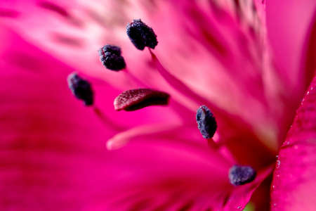 Alstroemeriaの写真素材