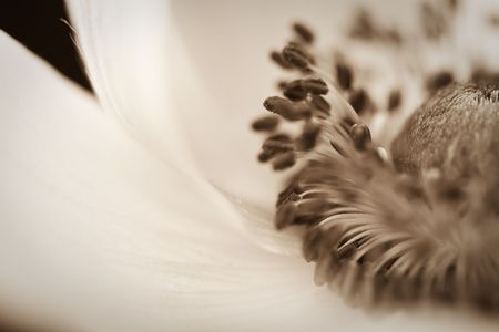 Anemoneの写真素材