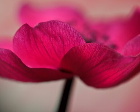 Anemoneの写真素材