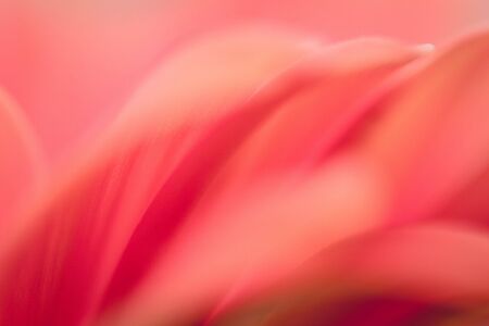 Gerbera Daisyの写真素材