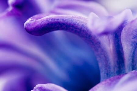 Hyacinthの写真素材