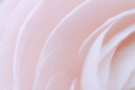 Ranunculusの写真素材