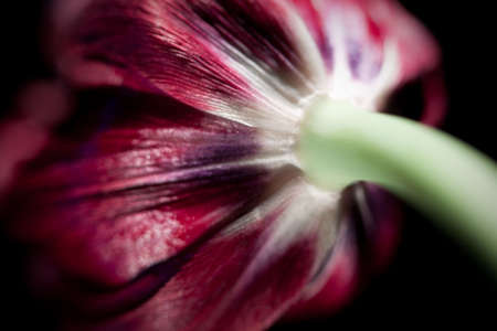 Tulip abstractの写真素材