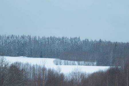 Forest field snow horizon. Rural scenery. Beautiful countryside landscape. Forest landscape. Winter season. Cold snowy weather. Beautiful scenic view. Frosty forest.の写真素材