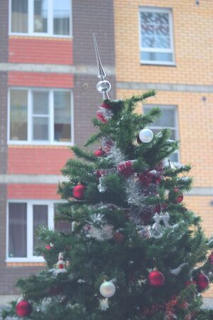Spruce city winter Christmas tree. Christmas celebration. White frost. Green spruce.の写真素材