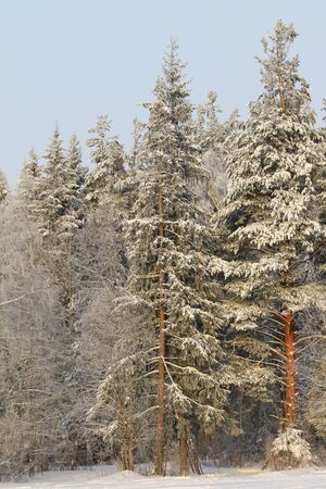 Snow covered trees backlit by sun on blue sky background. Magical winter mood. Stock photo for web, print, wallpaper and background.の写真素材