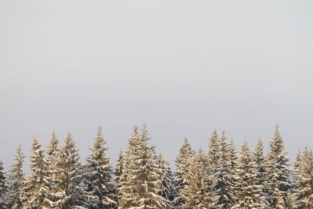 Winter snowy forest on gray cloudy sky background. Winter sports and trekking concept. Stock photo with empty space for text. の写真素材
