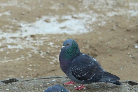 City pigeons walks on the dirty snow and frozen sand. Urban wildlife. Beautiful animal.の写真素材