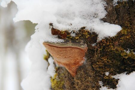 Chaga mushroom growing on a tree powdered with snow. Rough wood texture against the backdrop of a bleached winter forest. Stock photo with empty space for text and design.の写真素材