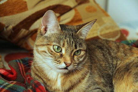 Cute fluffy cat with green eyes lies on a soft blanket on a couch.の写真素材