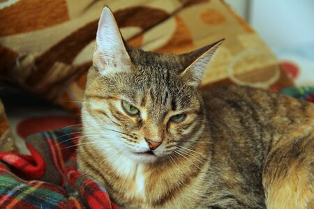 Cute fluffy cat with green eyes lies on a soft blanket on a couch.の写真素材