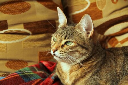 Cute fluffy cat with green eyes lies on a soft blanket on a couch.の写真素材