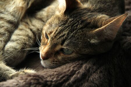 Cute fluffy cat with green eyes lies on a soft blanket on a couch.の写真素材