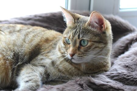 Cute fluffy cat with green eyes lies on a soft blanket on a windowsill.の写真素材