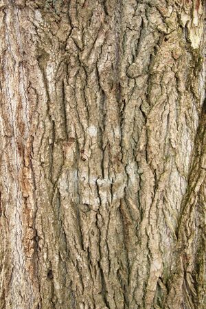 Old gray cracked wood bark texture. Tree trunk. Macro wood backdrop natural pattern.の写真素材