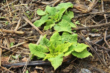 Young green plant sprout with leaves in the dry grass spring background.の写真素材