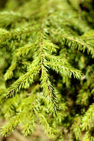 Branch of spruce with green needles close-up. Needles of a living natural tree lit by the sun.の写真素材