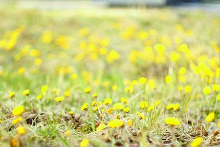 Blurred background. Yellow coltsfoot flowers on a background of dry grass. The first spring plants.の写真素材