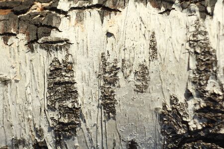 Black and white birch bark close-up. Old cracked wood bark texture. Tree trunk.. Macro wood backdrop natural pattern.の写真素材