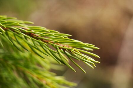 Branch of spruce with green needles close-up. Needles of a living natural tree lit by the sun.の写真素材