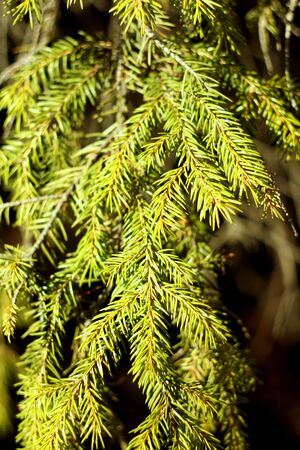 Branch of spruce with green needles close-up. Needles of a living natural tree lit by the sun.の写真素材