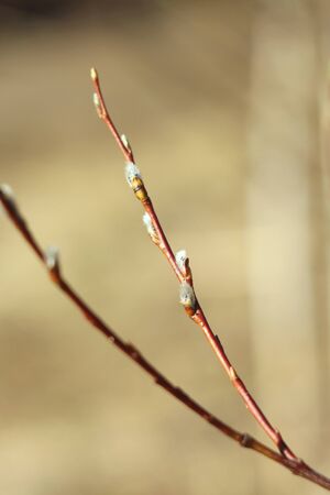 Brown willow tree branch with swollen, blooming, fluffy buds. Shrub vine in the spring.の写真素材