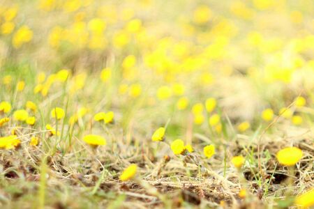 Blurred background. Yellow coltsfoot flowers on a background of dry grass. The first spring plants.の写真素材