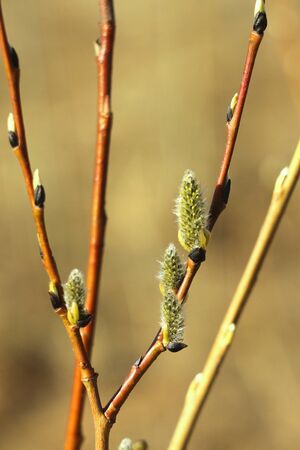 Brown willow tree branch with swollen, blooming, fluffy buds. Shrub vine in the spring.の写真素材