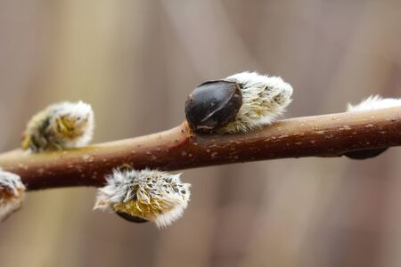 Brown willow tree branch with swollen, blooming, fluffy buds. Shrub vine in the spring.の写真素材