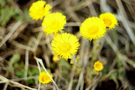 Blurred background. Yellow coltsfoot flowers on a background of dry grass. The first spring plants.の写真素材