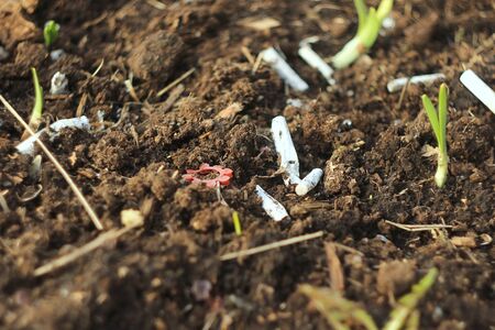 Cigarette butts lie on the dry grass. Environmental pollution and fire hazard concept.の写真素材