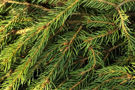 Branch of spruce with green needles close-up. Needles of a living natural tree lit by the sun.の写真素材