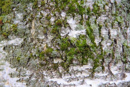 Black and white birch bark close-up. Old cracked wood bark texture. Tree trunk.. Macro wood backdrop natural pattern.の写真素材