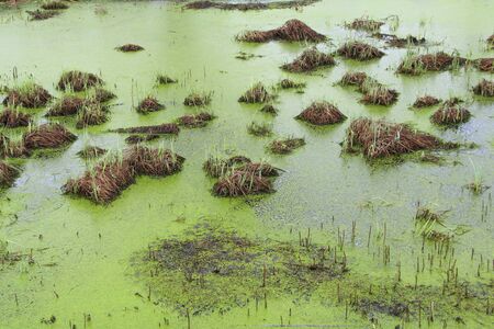 Swamp with bumps, grass and green mud. Duckweed on the surface of the water. Overgrown pond. Carrots with frogs. Dangerous wet bog.の写真素材