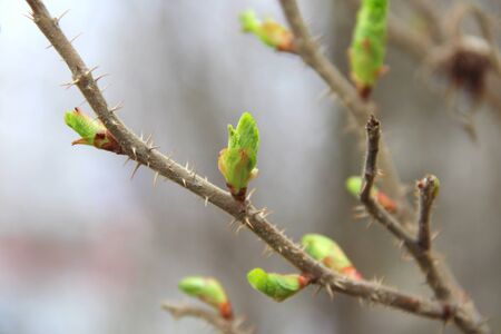 A brown branch of a bush with swelling buds. Young green buds. Small blooming leaves on a tree.の写真素材