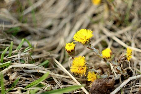 Blurred background. Yellow coltsfoot flowers on a background of dry grass. The first spring plants.の写真素材