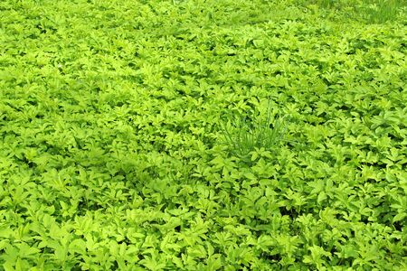Lush bright green grass on the lawn. Not cut lawn, young shoots in spring. Background for wallpaper, text and design.の写真素材