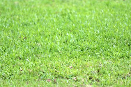 Lush bright green grass on the lawn. Not cut lawn, young shoots in spring. Background for wallpaper, text and design.の写真素材