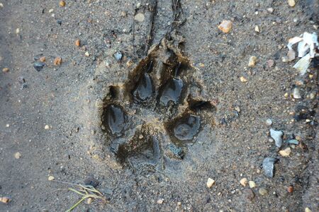 Trace the dog in the wet sand. The imprint of the wolf paw on the raw ground.の写真素材