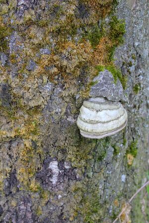 A wood mushroom on the trunk of a birch tree. Parasitic fungus on a tree. Texture of bark and moss.の写真素材