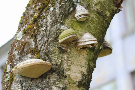 A wood mushroom on the trunk of a birch tree. Parasitic fungus on a tree. Texture of bark and moss.の写真素材