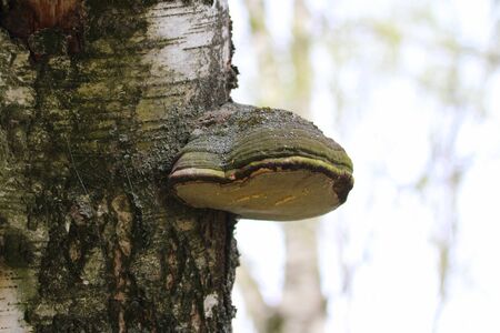A wood mushroom on the trunk of a birch tree. Parasitic fungus on a tree. Texture of bark and moss.の写真素材