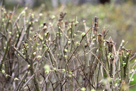 Fashionable shoots of leaves on trees and shrubs. The concept of the beginning of spring, new ideas and beginnings. Stock photo for print and web, wallpaper and background with empty place for text,の写真素材