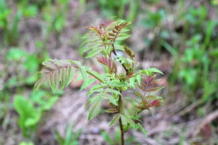 Fashionable shoots of leaves on trees and shrubs. The concept of the beginning of spring, new ideas and beginnings. Stock photo for print and web, wallpaper and background with empty place for text,の写真素材